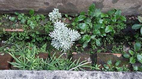 芙蓉難種|台灣原生種～菊科～蘄艾(芙蓉)種子盆栽